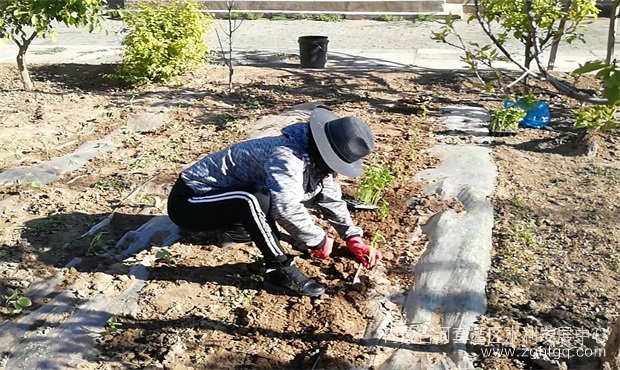 2 弘扬优良传统2 四所一段职工种植蔬菜.jpg