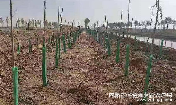造林1.jpg