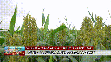 光林四.gif