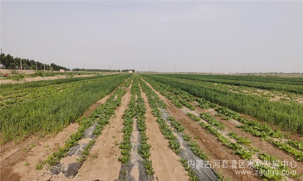 小麦套种甜菜_副本.jpg
