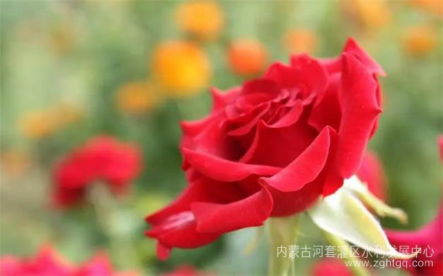 玫瑰.webp - 副本.jpg
