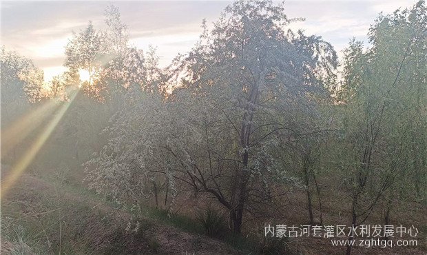 文艺作品-沙枣花01.jpg