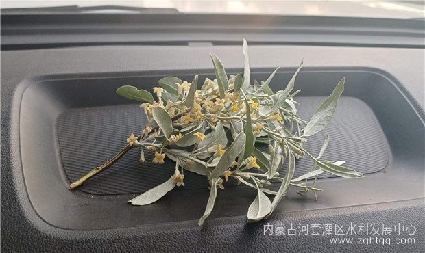 文艺作品-沙枣花03.jpg