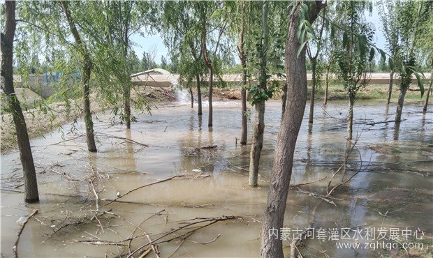 三所林地浇水1.jpg
