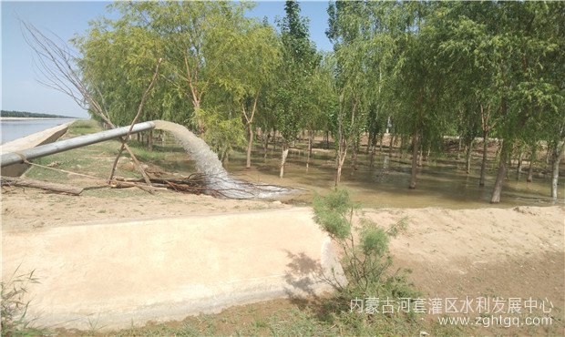 三所林地浇水2.jpg