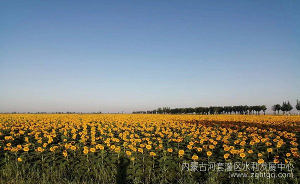 西乐渠供水所党支部与狼山镇迎丰村党支部举办“乡村振兴，人水和谐”为主题的结对共建活动图片 (1).jpg
