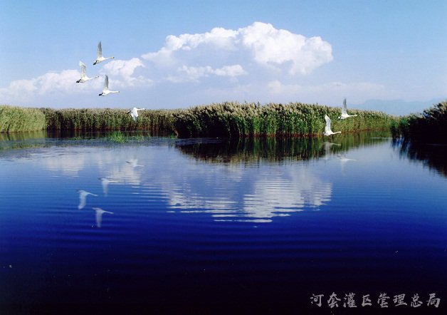 河套：因水实现“绿色梦”