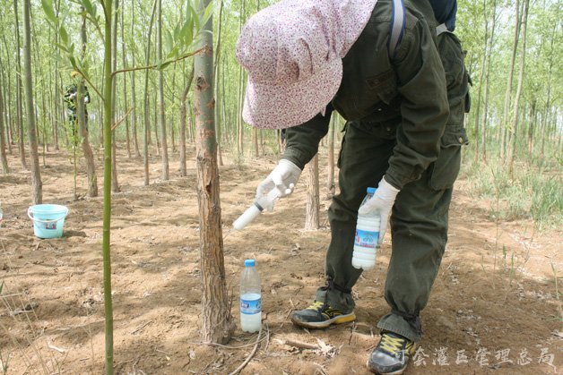 常年辛苦劳作于二黄河畔的总干打药人