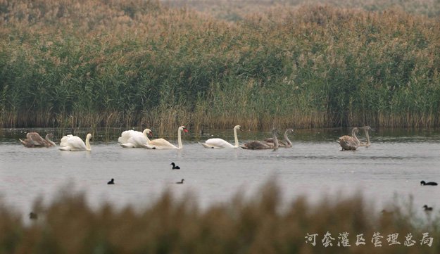 乌梁素海生态治理