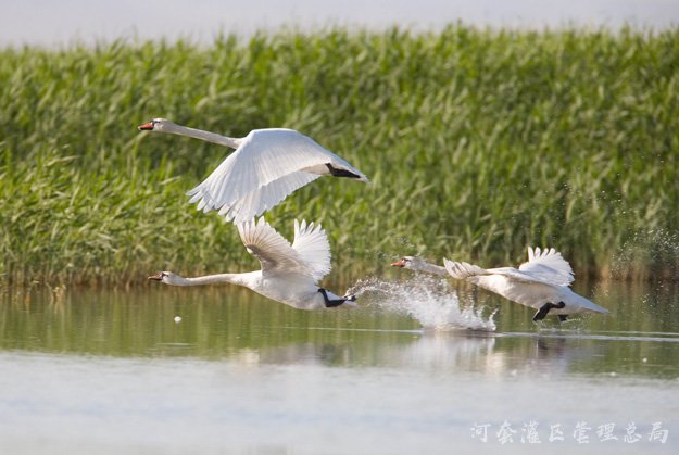 乌梁素海生态治理
