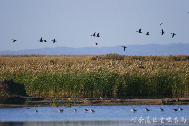 乌梁素海生态治理