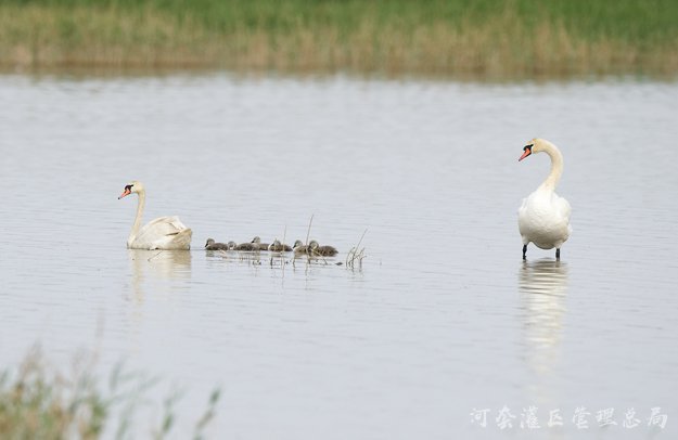 乌梁素海生态治理