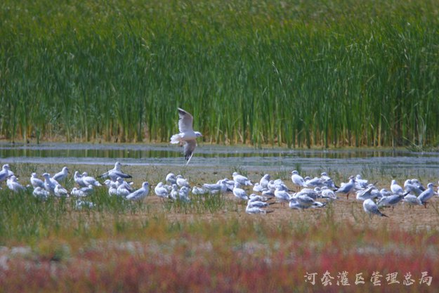 乌梁素海生态治理