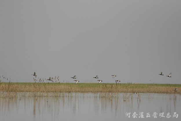 乌梁素海生态治理