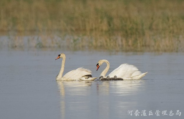 乌梁素海生态治理