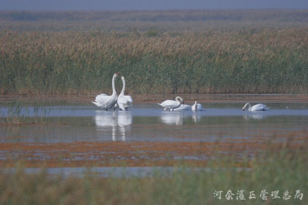 乌梁素海生态治理