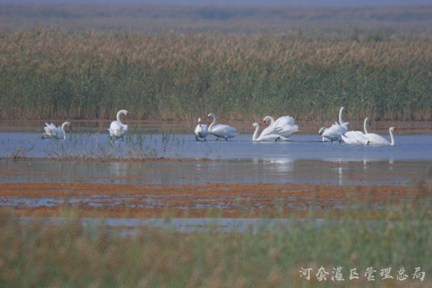 乌梁素海生态治理