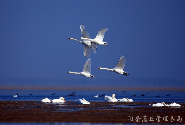 让乌梁素海的水更清景更美