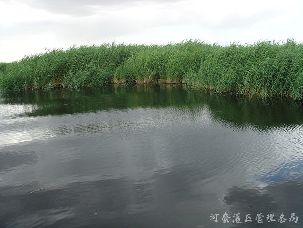 让乌梁素海的水更清景更美